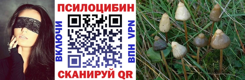 где найти наркотики  Бирюч  Псилоцибиновые грибы Cubensis 